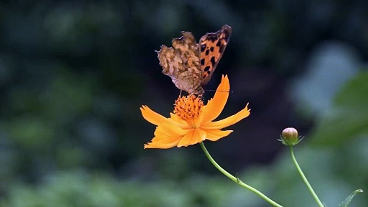 Surat Al-Falaq سورة الفلق