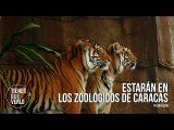 Llegaron a Venezuela 4 tigres de bengala: Una pareja y dos machos