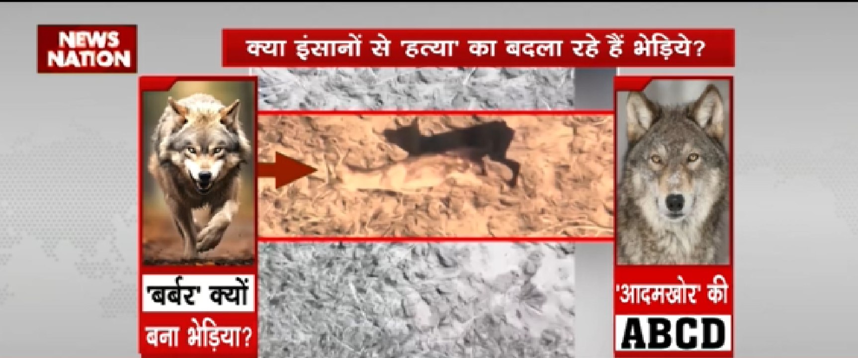 क्या इंसानो से 'हत्या' का बदला रहे हैं भेड़िये ?