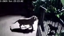 Lions attacked dogs at night caught by cctv camera