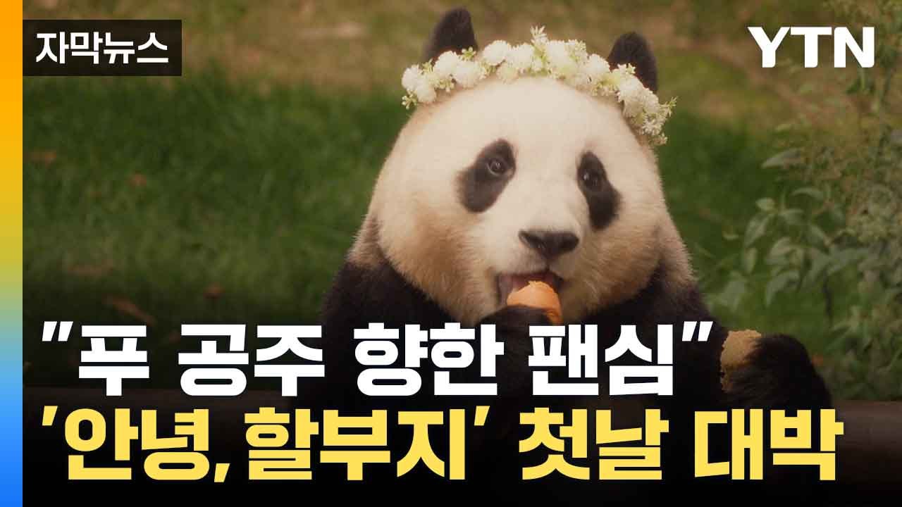 [자막뉴스] 푸바오 '판다주연상' 노리나? '안녕, 할부지' 전체 박스오피스 1위 / YTN