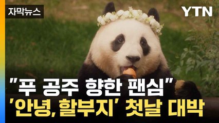 [자막뉴스] 푸바오 '판다주연상' 노리나? '안녕, 할부지' 전체 박스오피스 1위 / YTN