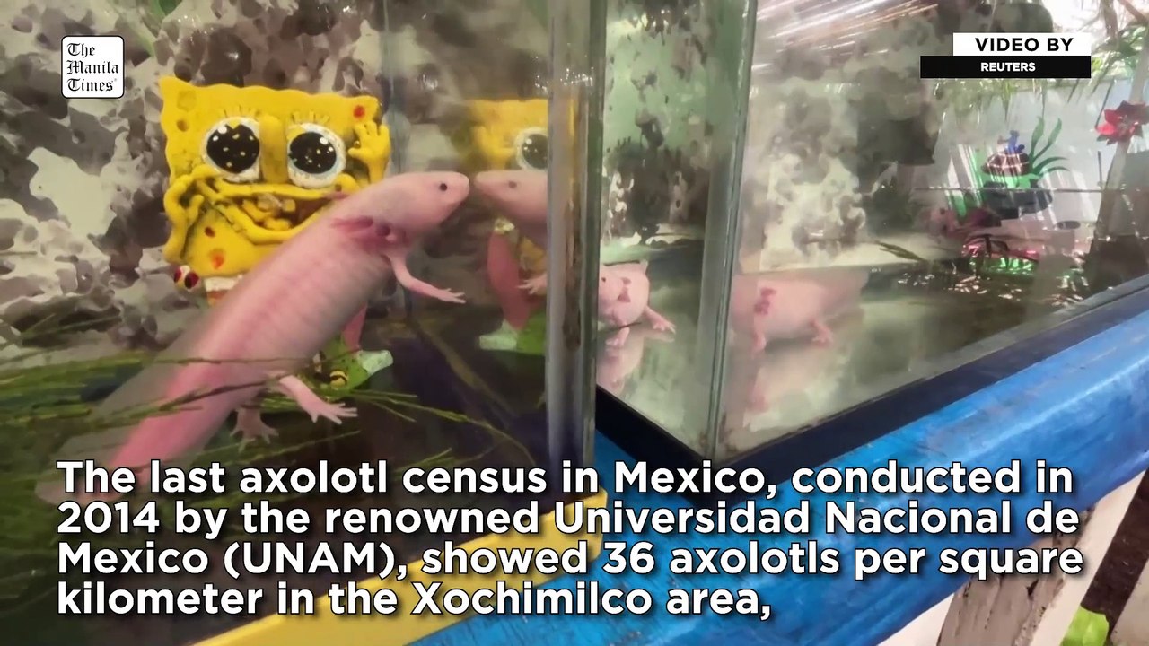 Mexican project hopes to be a lifeline for endangered axolotls - video ...