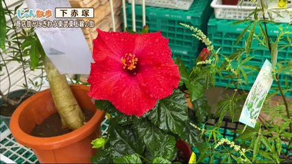 Miomio - Miomio 動画 Miomio.guru - じゅん散歩  2024年8月5日