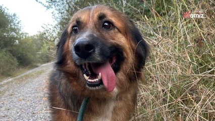 Sauvé d'une terrible vie dans les pays de l'Est, cet adorable chien espère trouver son bonheur en France