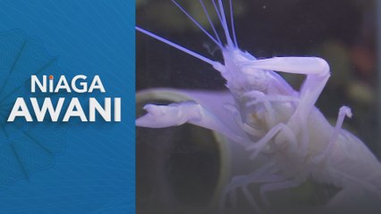 Niaga AWANI: Arbaah sasar wujudkan satu komuniti, satu kolam udang kara