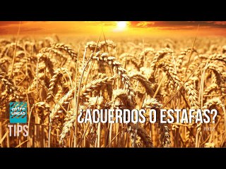 ¿Por qué Rusia se retiró del acuerdo de granos y cómo nos afecta?