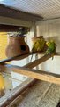 #trending #viral #usa #shortvideo #baby #parrot #parrotlover #parrottalking