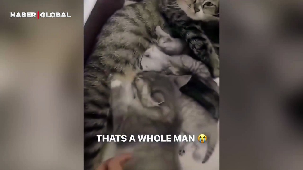 Yavru kediler annesinden süt içerken aralarına sızan yetişkin kedinin görüntüleri izlenme rekoru kırdı