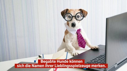 Clevere Hunde können sich die Namen von ihren Lieblingsspielzeugen merken