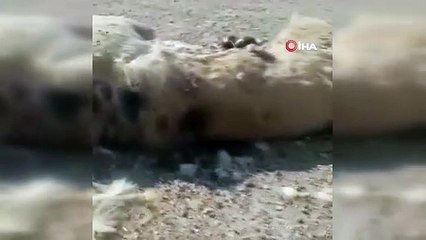 Çanakkale'de vahşet: 2 köpek silahla katledildi