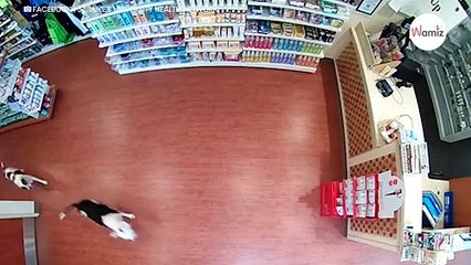 Les gens voient deux Pitbulls entrer dans un hôpital et n’en reviennent pas de ce qui se passe ensuite (Vidéo)