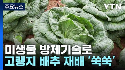 미생물 방제기술로 고랭지 배추 재배 '쑥쑥' / YTN