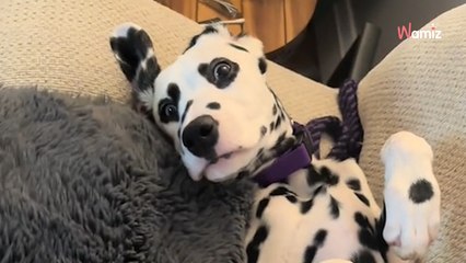 Elle dévoile le plus grand secret de son chiot : 60,5M d'internautes se demandent si tout ça est bien réel (vidéo)