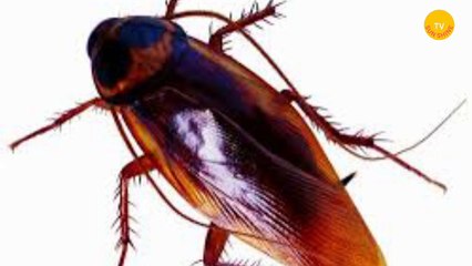 Interesting facts about cockroaches!