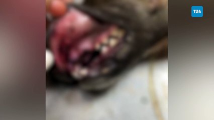 Çanakkale’de sokak köpekleri silahla öldürüldü: 10’a yakın köpek kayıp!