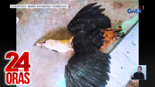 24 Oras: (Part 3) Critically endangered na ibon, natagpuang patay sa Antique; Wesley Guo, gusto na umanong sumuko; Bianca at Ruru, engaged na?, atbp.