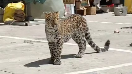 Leopard stuns crowds as it roams busy neighbourhood in China
