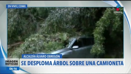 Se desploma un árbol sobre un automóvil en la alcaldía Álvaro Obregón