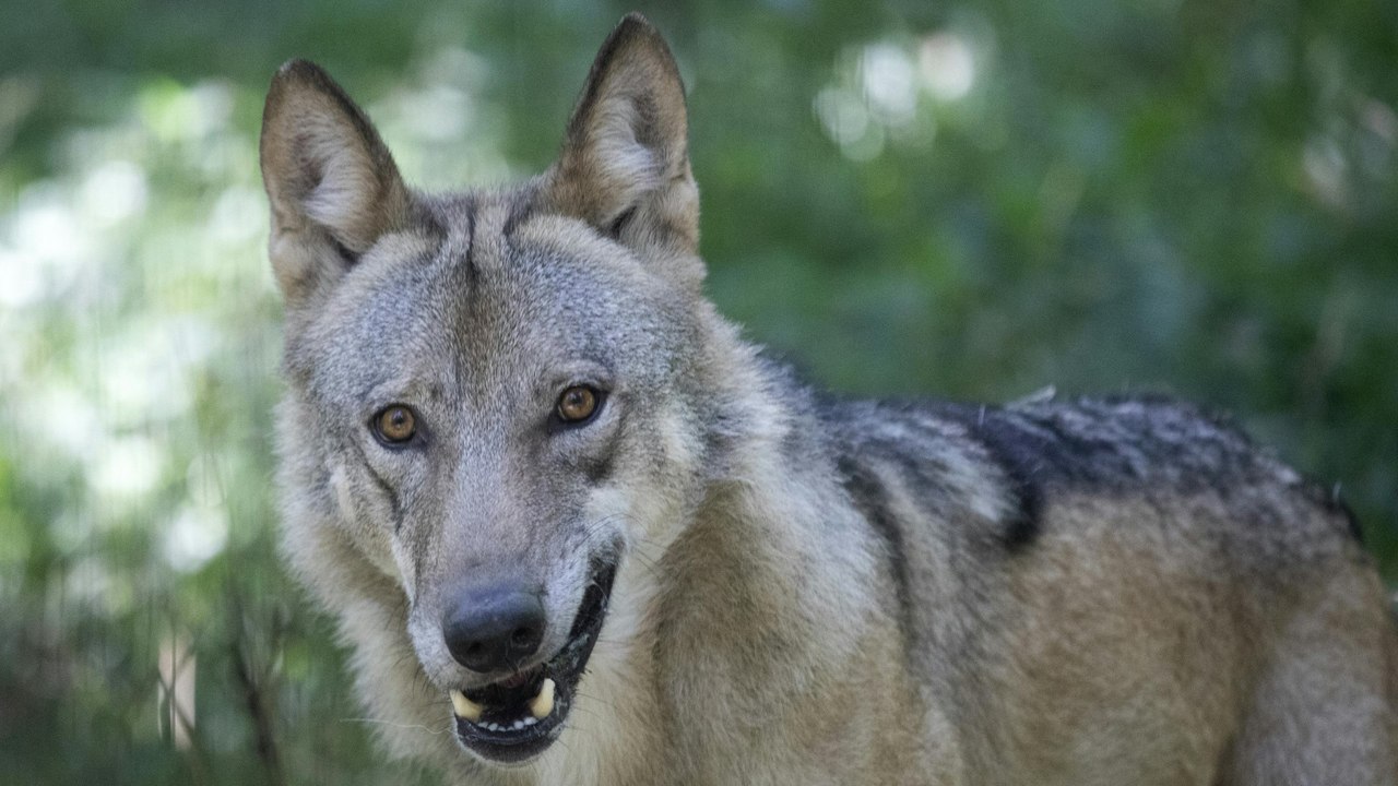 Österreichs Streit um den Wolf