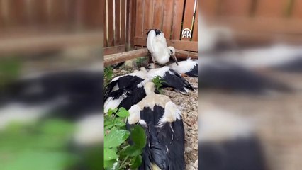 Leylek yavruları doğaya salındı