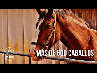 Fueron más de 600 caballos:  Federación de Coleo de Venezuela se adhirió también al referéndum