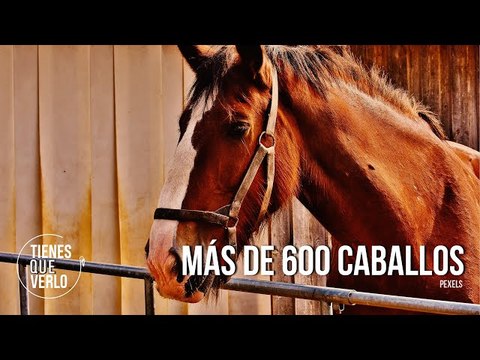 Fueron más de 600 caballos: Federación de Coleo de Venezuela se adhirió también al referéndum