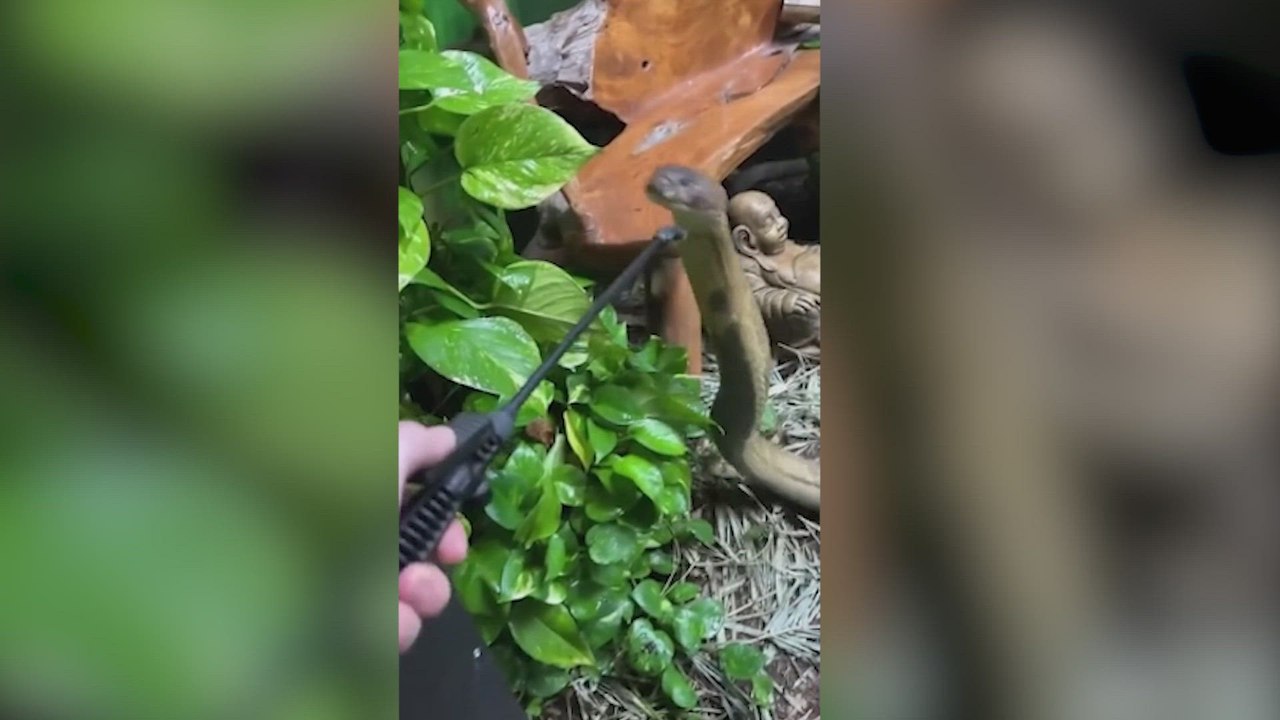 El vídeo de esta serpiente lleva 10 millones de reproducciones: tensión hasta el final