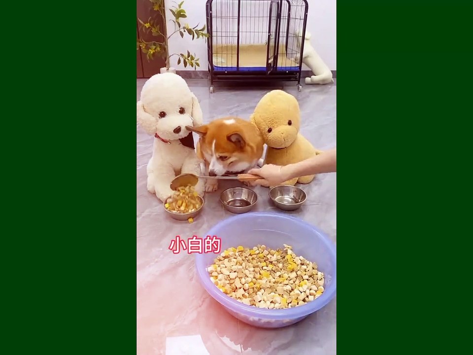 Funniest video Clips part 2
