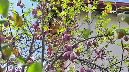 Bu ağaç mevsimleri karıştırdı! Önce yaprak döktü sonra çiçek açtı