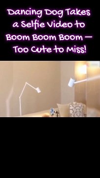 Dancing Dog Takes a Selfie Video to 'Boom Boom Boom' – Too Cute to Miss!