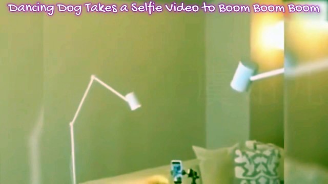 Dancing Dog Takes a Selfie Video to 'Boom Boom Boom' – Too Cute to Miss!