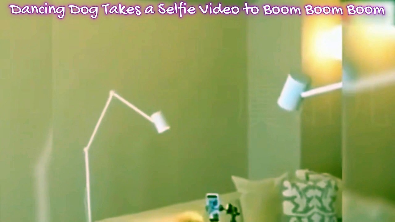 Dancing Dog Takes a Selfie Video to 'Boom Boom Boom' – Too Cute to Miss!