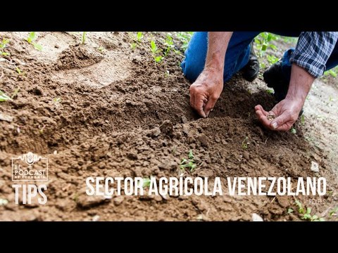 ¿Cuáles serían las deficiencias del sector agrícola venezolano?