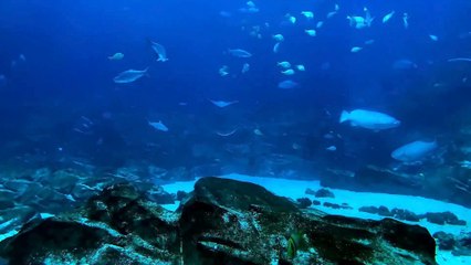 Submarine Activity.....................#trending #underwater #nature #adventure
