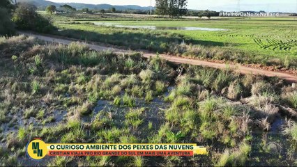 "Planeta Incrível": Cristian Dimitrius desvenda segredos dos peixes anuais