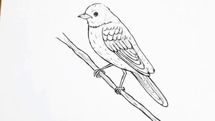 How to draw a bird easy step by step
