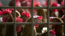 Fenavi advierte que millones de aves están a punto de morir en los camiones por el paro