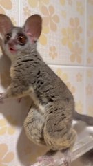"The Home Animal Are Soo Funny Love You More Videos Follow For More Videos Have Trendingreels"....!!