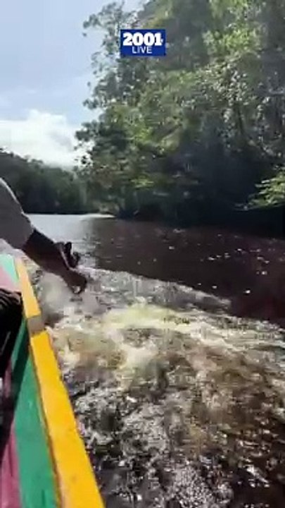 ¡La danta más cool de Canaima!