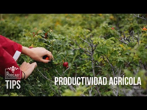 Productividad agrícola: Sembrar, cosechar, mejorar suelos, mejorar semillas y ganado