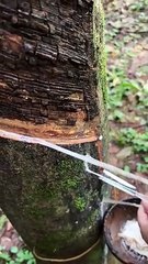 How to collect gum from treesطريقة جمع الصمغ من الاشجار