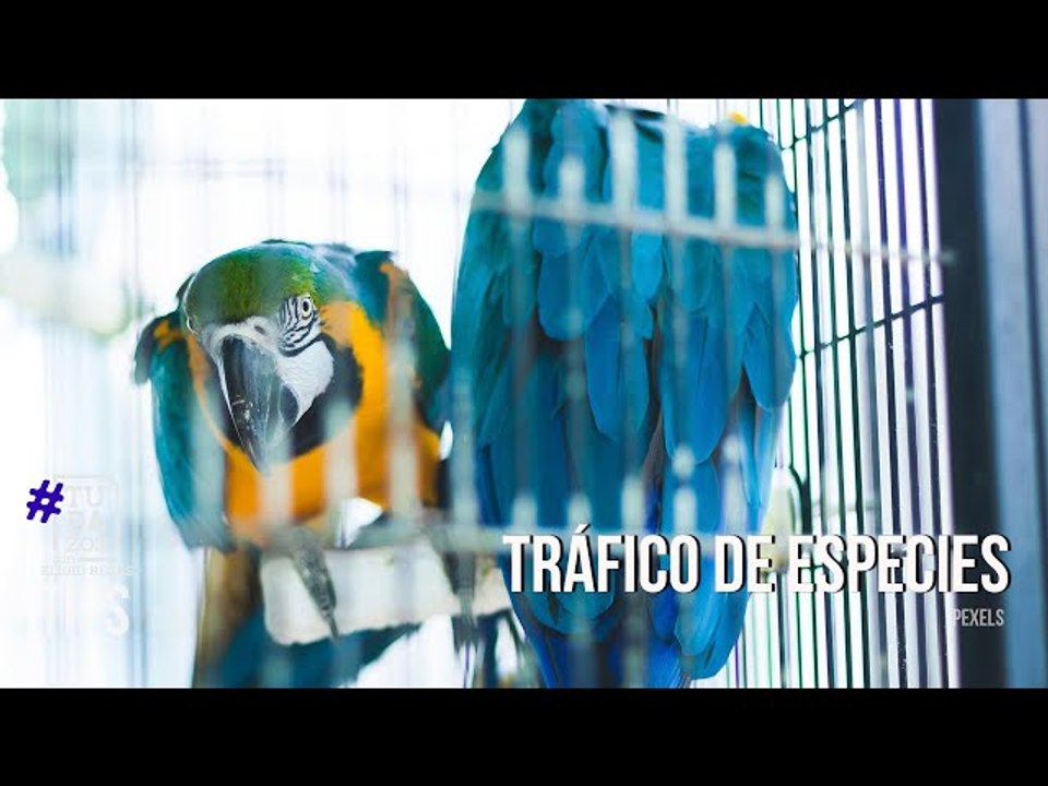 Tráfico de especies protegidas en Venezuela: Declaraciones