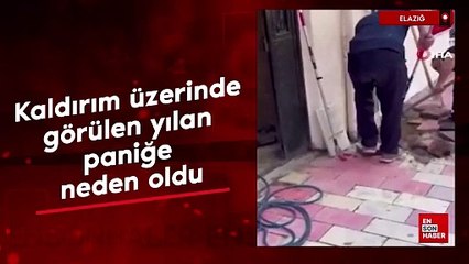 Elazığ'da kaldırım üzerinde görülen yılan, paniğe neden oldu