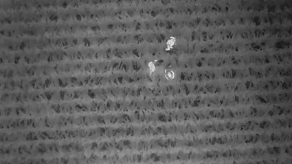 Missing 3-year-old found in Wisconsin cornfield by drone