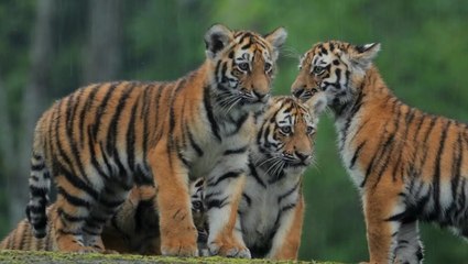 Rare Tiger cubs explore new home at safari in Wiltshire