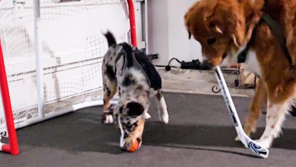 This Dog Actually Plays Hockey