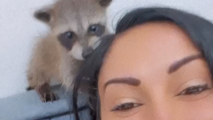 Rescued Raccoon Becomes Obsessed With Painting