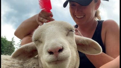 This Perfect Creature Is A Velcro Lamb