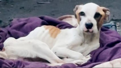 Skeleton Pitties Abandoned In Yard Get Rescued Just In Time